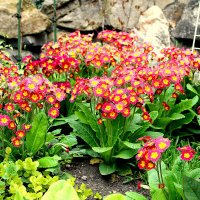 Примула садовая многолетняя :: Ирина 