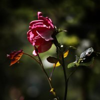 Роза в сумерках :: Valziwa 