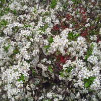 ......... :: Елена Шаламова