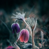 Фотогеничное растение прострел :: Игорь Шевченко