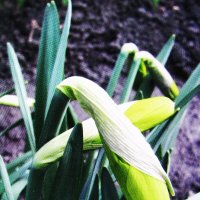 Скоро расцветут :: Людмила Смородинская