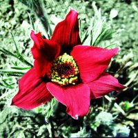 Прострел :: Людмила Смородинская