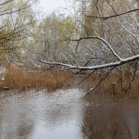 Природа в апреле :: Александр Синдерёв