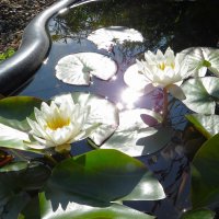 Солнечно :: Лариса С.