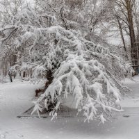 Апрельские шутки :: Виктор Иванович Чернюк