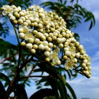 Рябиновые бусы-жемчуга. :: nadyasilyuk Вознюк