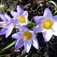 Яркие звёздочки крокусов :: Лидия Бусурина