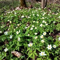 В апельском лесу... :: Лия ☼