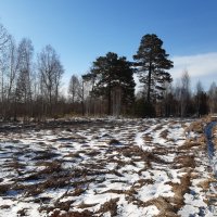 И ещё раз снова выпал снег... :: Галина Минчук