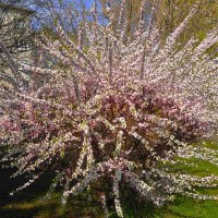 Цветущий апрель :: Рита Симонова