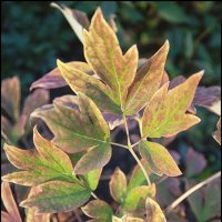 Осенние акварели. :: Лилия *