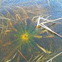 Озерный цветок. :: сергей ермошкин