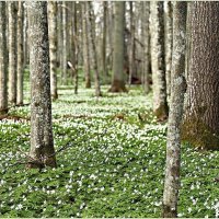 В весеннем лесу. :: Валерия Комова