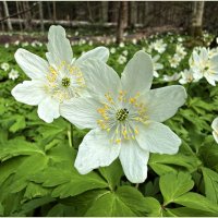 Цветы ветреницы. :: Валерия Комова