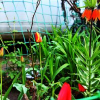 Рябчик и тюльпаны :: Юрий Гайворонскiий