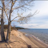 Танцующие тополя :: **** vedin