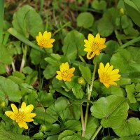 Чистяк весенний :: Светлана 