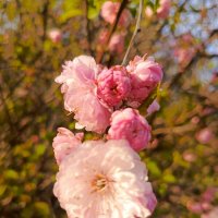 Весенний этюд :: Татьяна Пальчикова