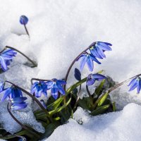 Пролески :: Сергей Ц