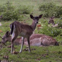 На вахте :: Valziwa 