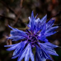 Василек :: Лилия 