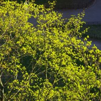 Клён цвёт... :: Юрий Куликов