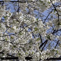 22 апреля :: Михаил Бибичков