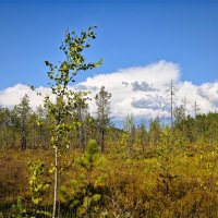 северное болото :: Александр 