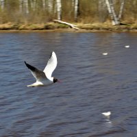 Полёт :: AleksSPb Лесниченко