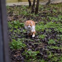 кис кис :: Константин Сафронов