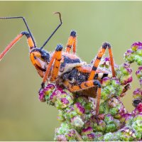 Клоп (Rhynocoris punctiventris) :: Александр Григорьев