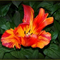 Тюльпан :: Валентина Надсон