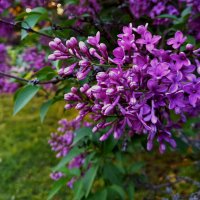 Сирень цветёт... :: Сергей Порфирьев