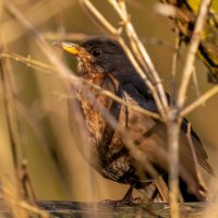 Черный дрозд (самка) :: Владимир Лазарев