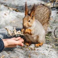 Белка :: SanSan 