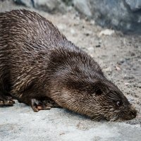 Выдра :: SanSan 