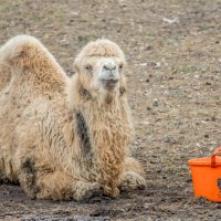 Верблюдица РОЗЗИ :: Аркадий Лаптенко