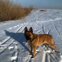 Дружок :: Георгиевич 