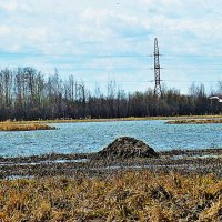 Май...Ондатровая хатка и чайка! :: Владимир 