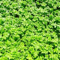 Апрельский ковёр :: Валерий Иванович