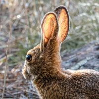Колорадский дикий заяц :: Николай Бабухин
