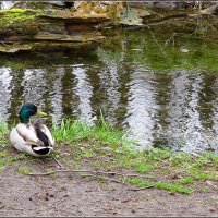 ... :: Сеня Белгородский
