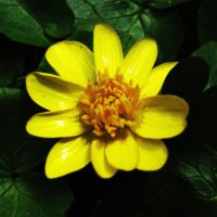 Чистяк весенний :: Людмила Смородинская