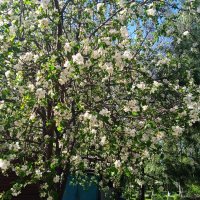 прошлогоднее :: Елена Шаламова