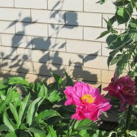 про июнь :: Елена Шаламова