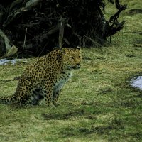 Леопард - Уже ВЕСНА :: Владимир Максимов