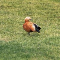 Огарь :: Владимир Колесников