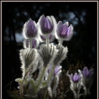 Сон трава проснулась :: Aleksandr Gal