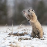 И это весна.. :: Марина Фомина.