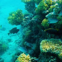 Палитра рифов Красного моря :: Сергей Сомихин